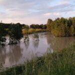 Fiume pieno di alberi nel quartiere Romiti