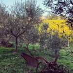 TENUTA PENNITA di Gianluca Tumidei
