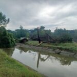 albero abbattuto