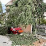 albero caduto 2