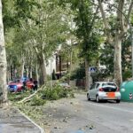 albero e vigili