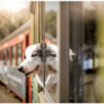 cane in treno