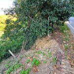 Frana via Felloniche