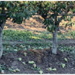 alberi di pere