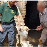 Cane alla catena controllo