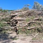 alberi tagliati
