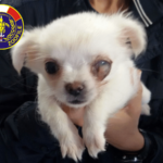 Cane maltrattato perso occhio