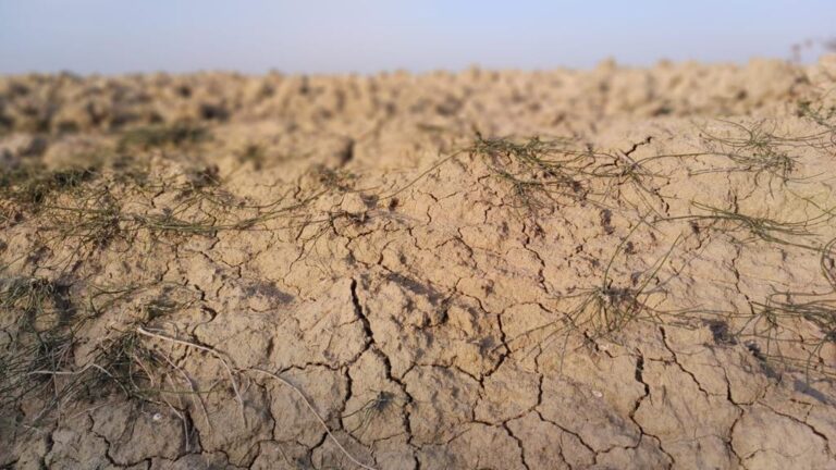 Clima, 30 gradi a ottobre, le coop agricole della Romagna avviano le irrigazioni
