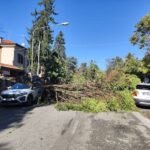 albero caduto