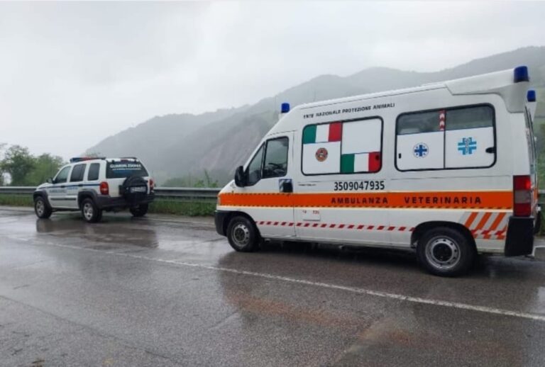 Weekend di intenso lavoro per le Guardie Zoofile e i volontari di Enpa Meldola