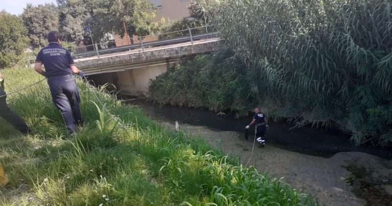 Troppo caldo, muoiono i pesci nel torrente Cesuola di Cesena