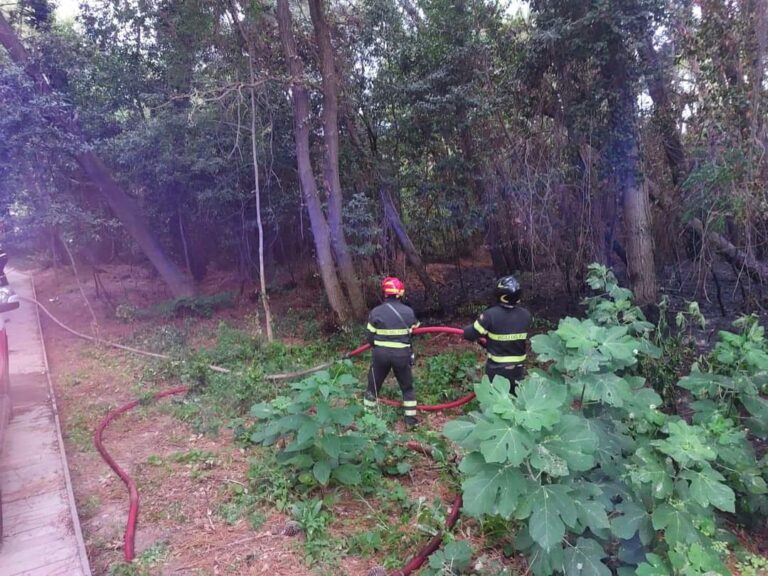 lncendio in una porzione di pineta a Marina di Ravenna. Spento dai vigili del fuoco