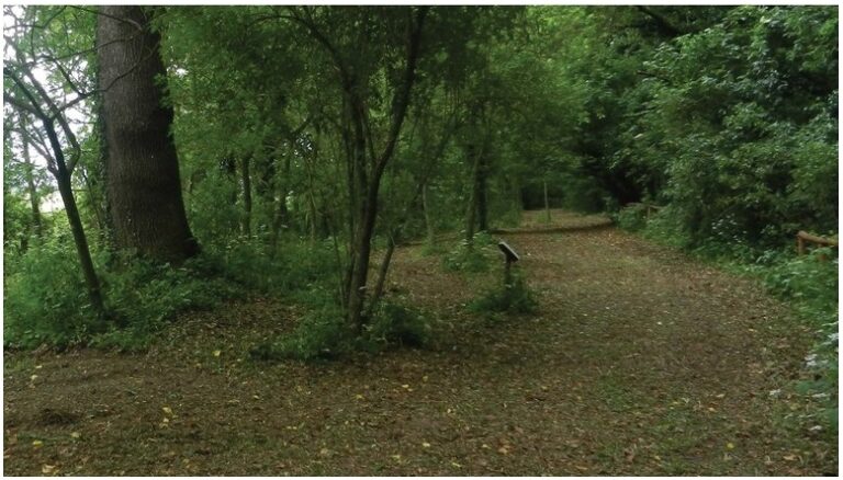 A Castiglione di Cervia tornano le passeggiate ecologiche alla scoperta del Bosco del Duca d’Altemps