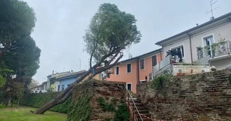 Cesena. Al via ripristino dei danni provocati dalle radici e dalle alberature e abbattimenti di esemplari pericolanti