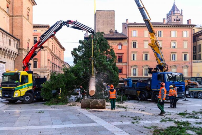 Bologna, è arrivato l’albero di Natale in piazza Nettuno
