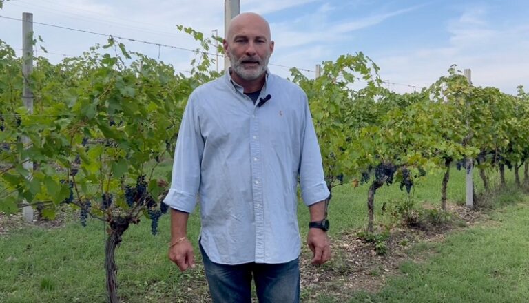 Vino, Confagricoltura Forlì-Cesena e Rimini: “Le nuove tasse proposte dalla Commissione UE rischiano di mandare in crisi il settore”