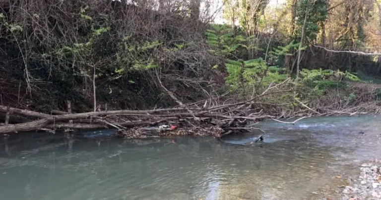 Cesena. Prolungata a tutto il 2025 la raccolta manuale di legname a uso privato nei corsi d’acqua