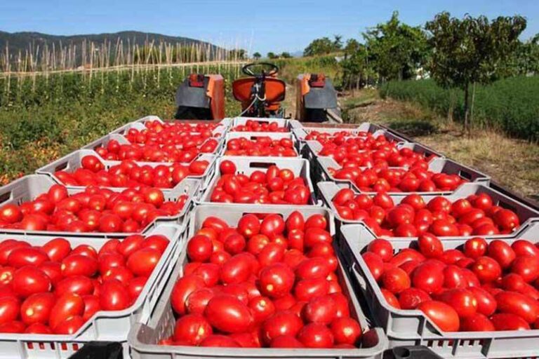 Accordo sprint sul prezzo del pomodoro, soddisfattia Confagricoltura Emilia Romagna