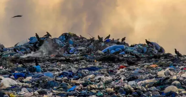 Ecomafie, Legambiente: il maggior numero di reati a Ferrara, Forlì – Cesena e Ravenna