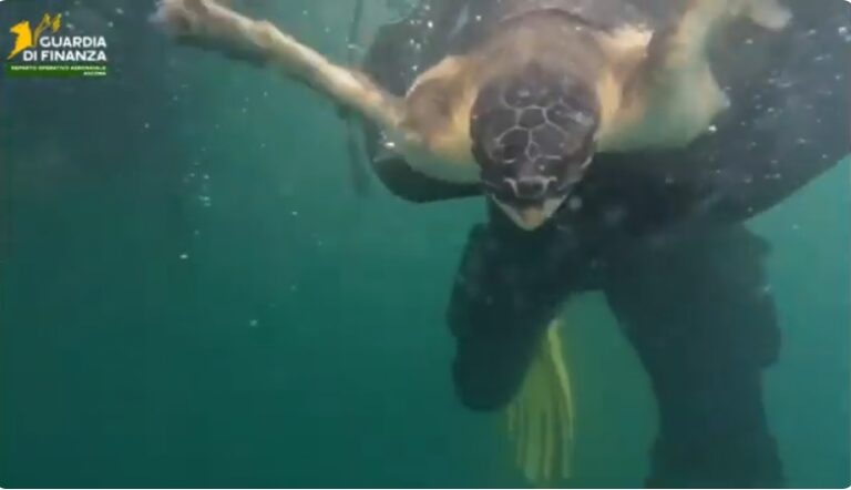 Rilasciati in Adriatico tre esemplari di tartaruga marina della specie Caretta Caretta