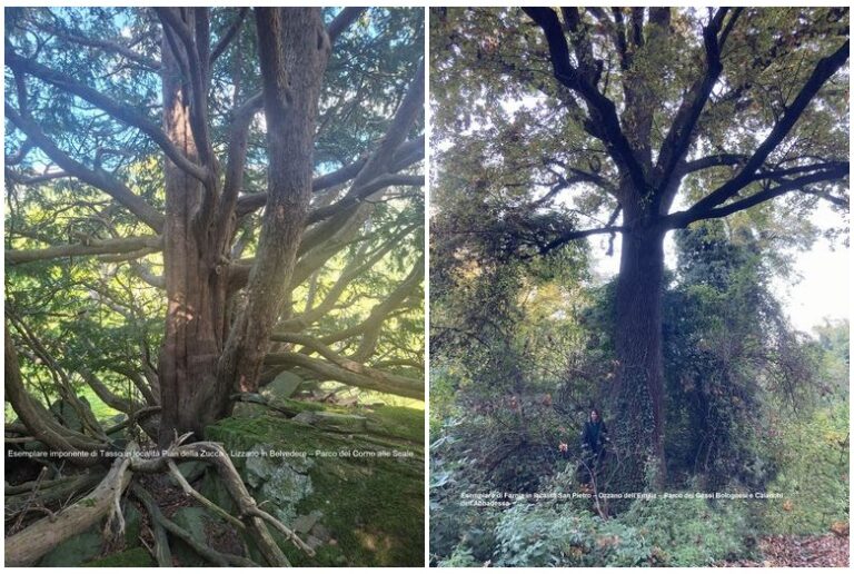 Mappati alberi preziosi in Appennino. Progetto ente parchi dell’Emilia orientale